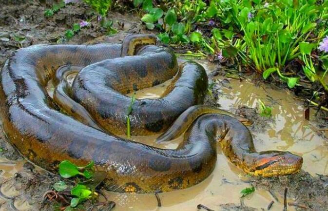 亚马逊河上面为什么不修桥,亚马逊河到底有多可怕没有大桥