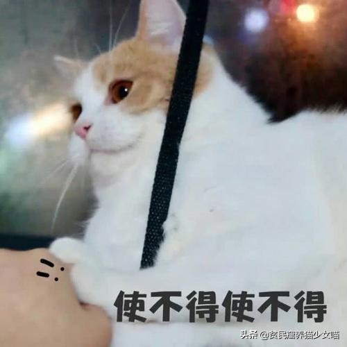 不是《武林秘籍》是《撸猫秘籍》,猫咪被撸时最爱的7个位置