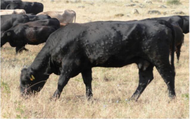 牛结节性皮肤病的流行与诊断,牛结节病防控工作面临的主要问题