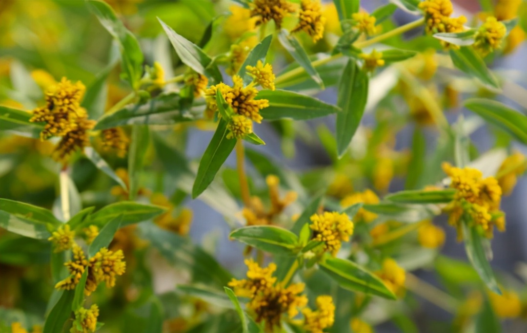 入侵植物都有哪些,混得最惨的入侵植物你有吃过吗