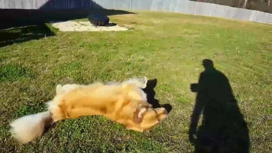 宠物金毛能活多少年,金毛等主人5年