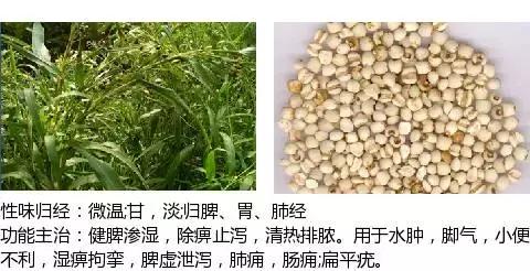 常用中草药名称大全图片及药效,常用中草药药效大全