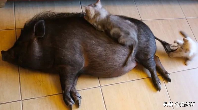 能不能养宠物鼠狗兔猫,能不能养宠物鼠猫狗呢