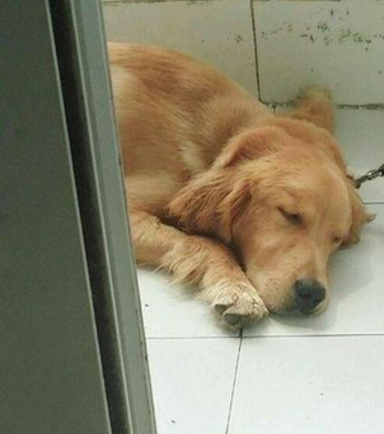 狗狗吃葡萄皮会肾衰竭吗,葡萄狗狗吃了能行吗