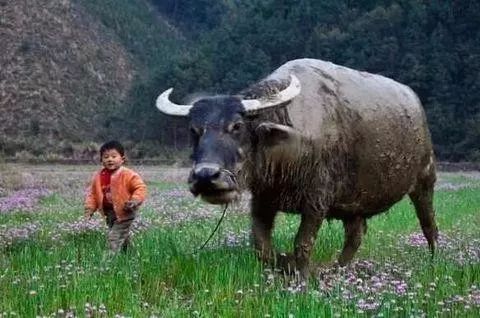 走遍天涯思故乡,走遍天涯是什么歌