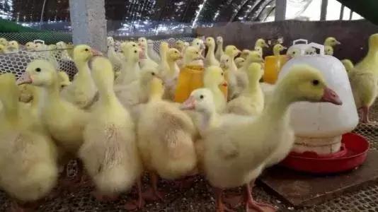 学会养殖技术,学会这技能赚钱不发愁