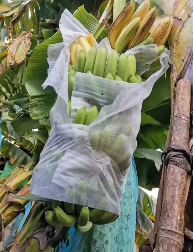 缅甸香蕉滞销怎么解决,缅北香蕉最新消息