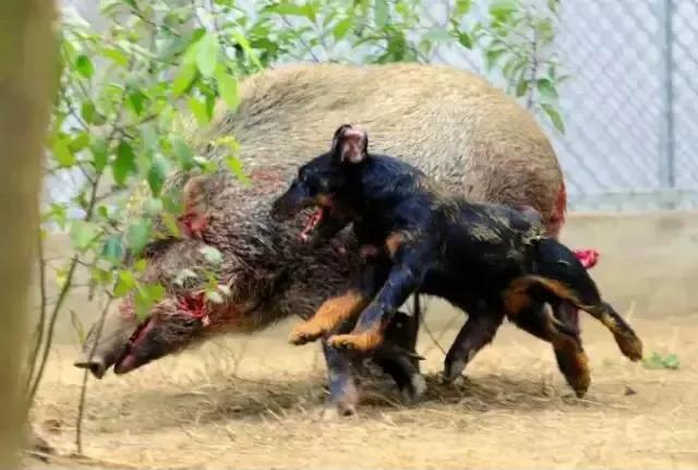 各国猛犬品种排名,各国品种猛犬