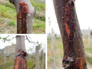 猕猴桃伤流解决办法,猕猴桃树干流红水怎么回事