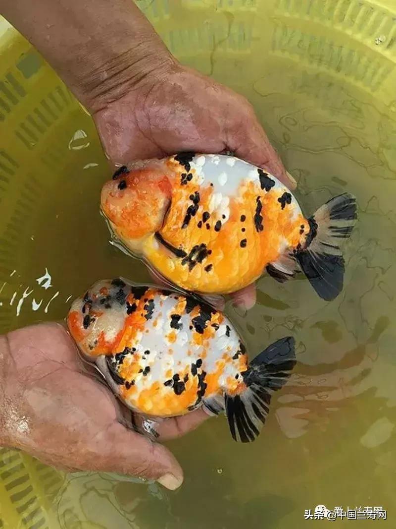 兰寿金鱼鲨鱼鳍品种图片大全,金鱼泰狮与兰寿是一个品种吗