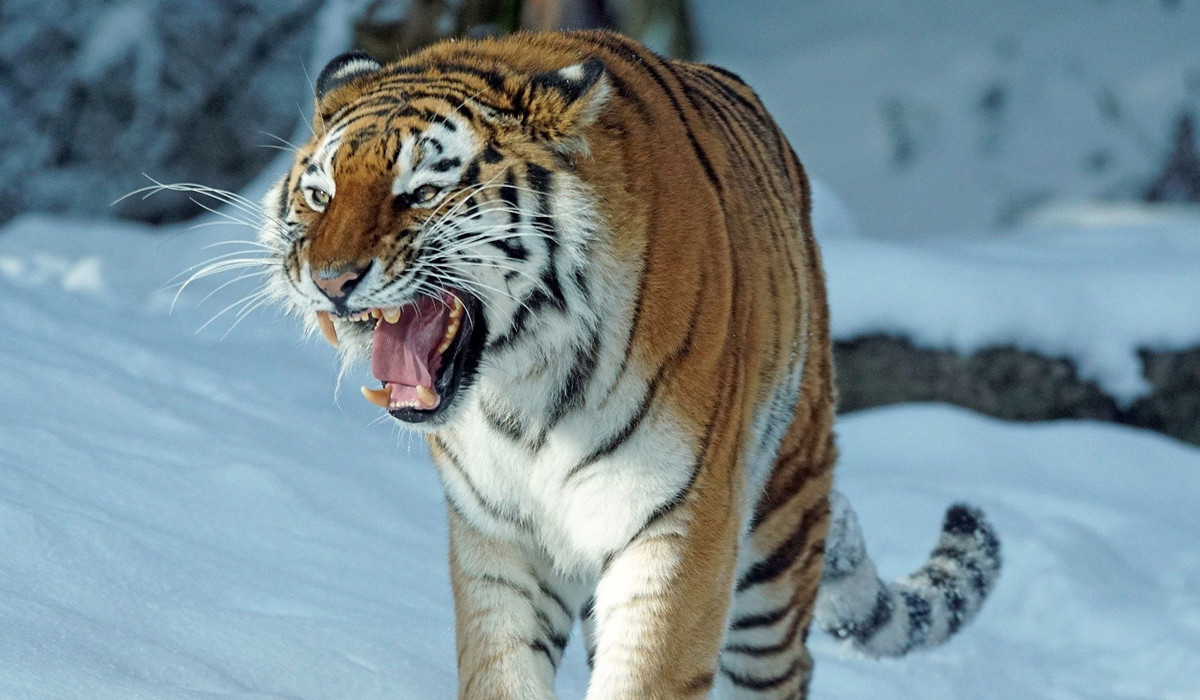 虎豹进化史,中国虎豹现状