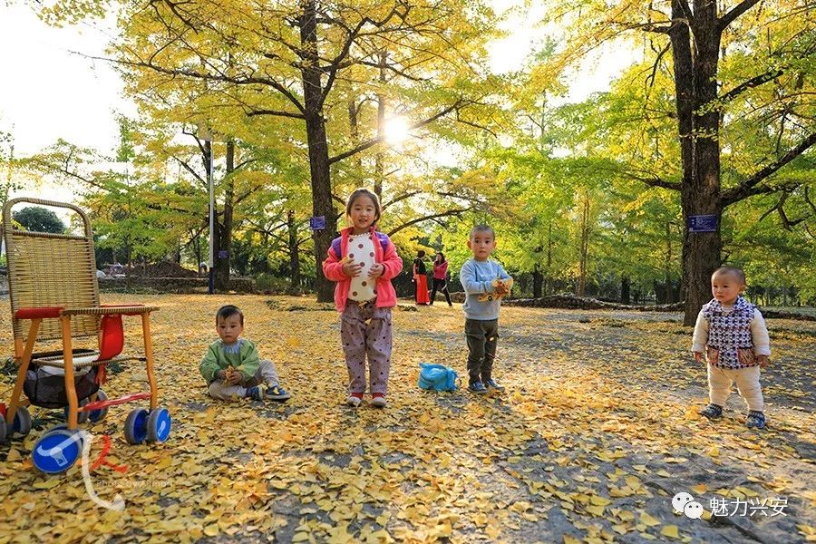 桂林兴安漠川银杏最佳观赏时间,桂林兴安漠川银杏网红打卡地