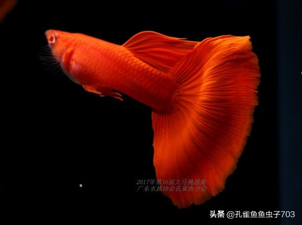 全红孔雀鱼怎么繁殖出好的品相,全红孔雀鱼怎么就是不生