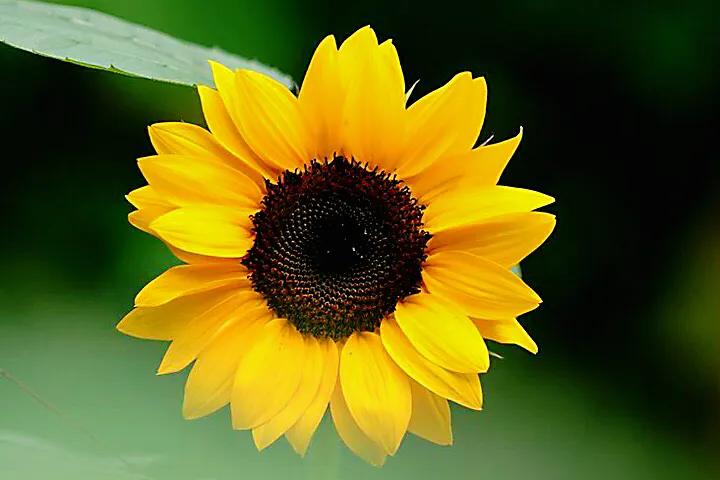 向日葵种子什么品种最好,向日葵哪种是可食用品种