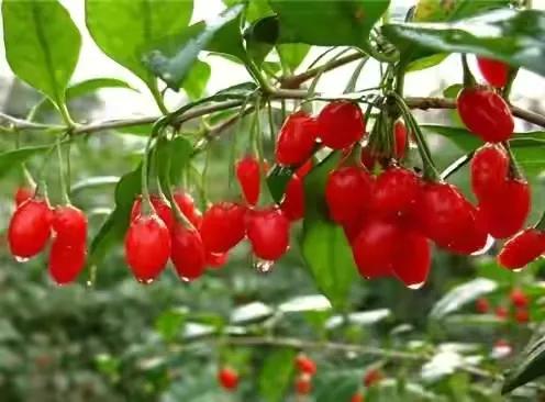 《本草精荟》全文,本草精荟书籍