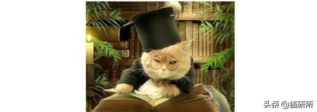 猫咪的记忆是多长时间,猫咪的记忆是永远的吗