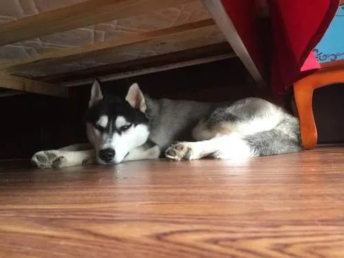 狗狗躲在床底下是表达什么意思,狗狗为什么喜欢躲床底下睡觉