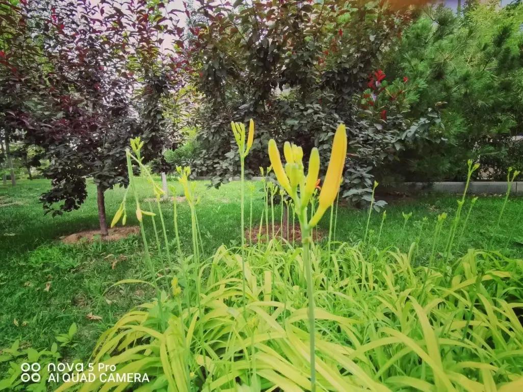 鍗庝负nova5璇勬祴瑙嗛,nova5鍗庝负鎵嬫満娴嬭瘎