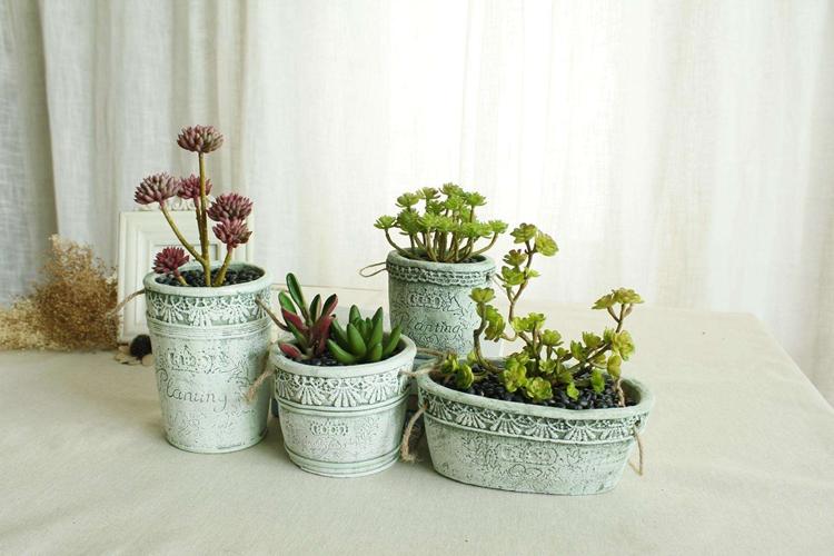 多肉白美人怎么养胖,如何才能把多肉养胖