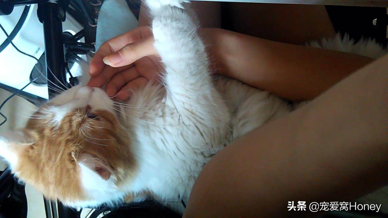 小猫四个月非常的调皮怎么办,小猫四个多月爱抓人