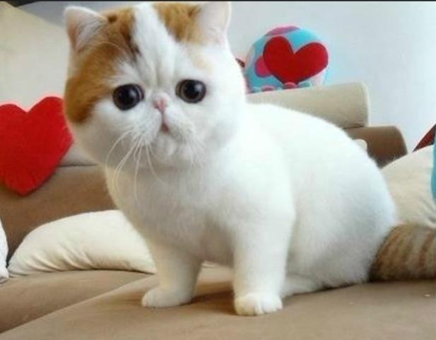 上班族适合养的猫咪,适合上班族养的猫咪