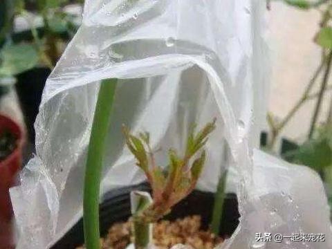 捡来的塑料盆能不能养花,平时买菜回来的塑料袋舍不得扔的