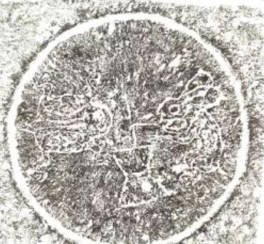 白兔：月亮上的蟾蜍和白兔，广寒仙子竟是兔仙的捣药帮手