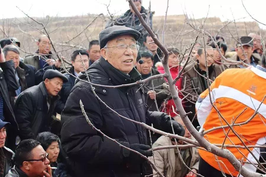 葡萄傻瓜式修剪,果树傻瓜式修剪