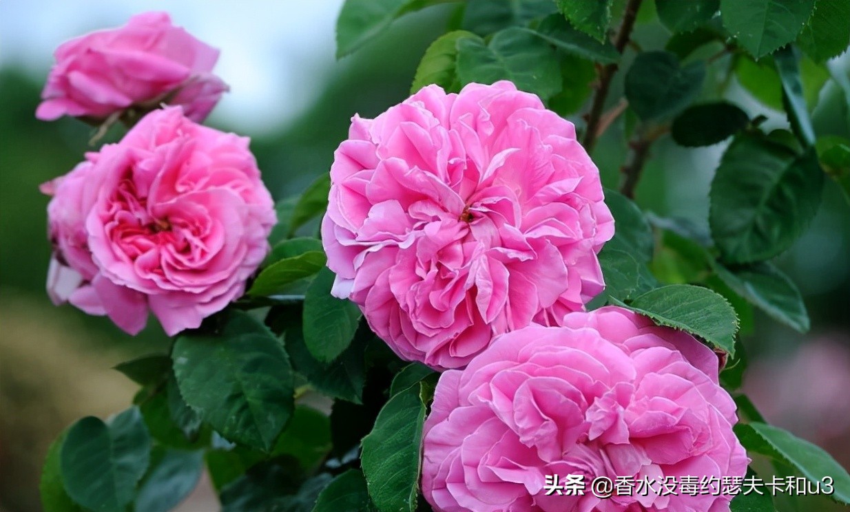 香水的味道哪种比较好闻不刺鼻,怎么区分浓香水和淡香水