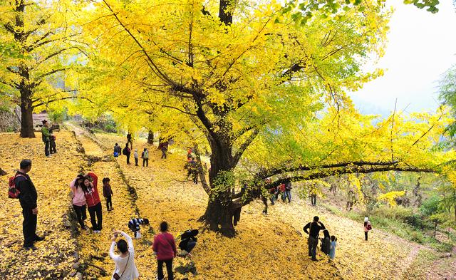 国家地理100个最美景观摄影点,全国银杏观赏地图