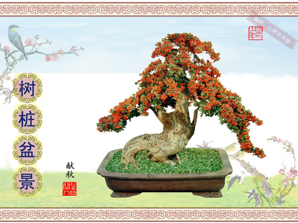 鑰侀甫鏍戞々鐩嗘櫙,鏍戞々鐩嗘櫙閫犲瀷