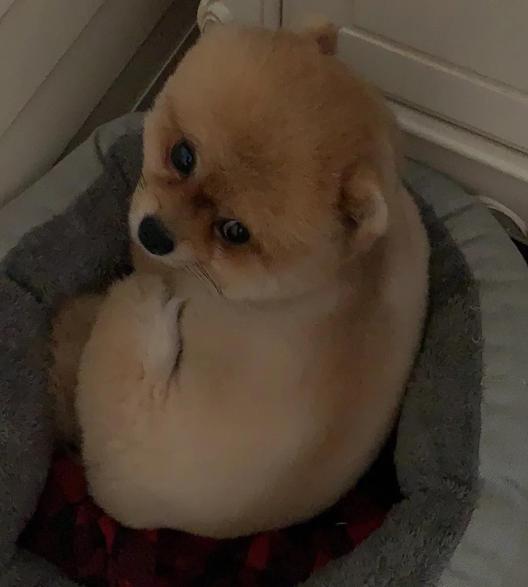 天下第一帅,天下第一帅英语