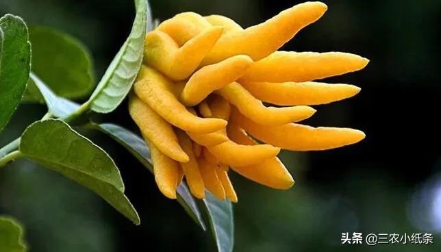 目前种植佛手柑还有前景吗,佛手柑怎么很少人种植