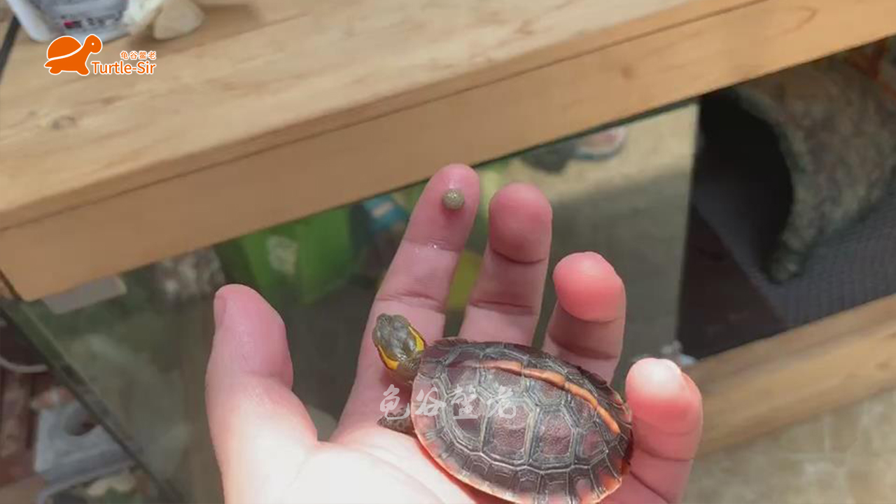 黄缘龟有点蔫,黄缘龟为什么几年了还很小