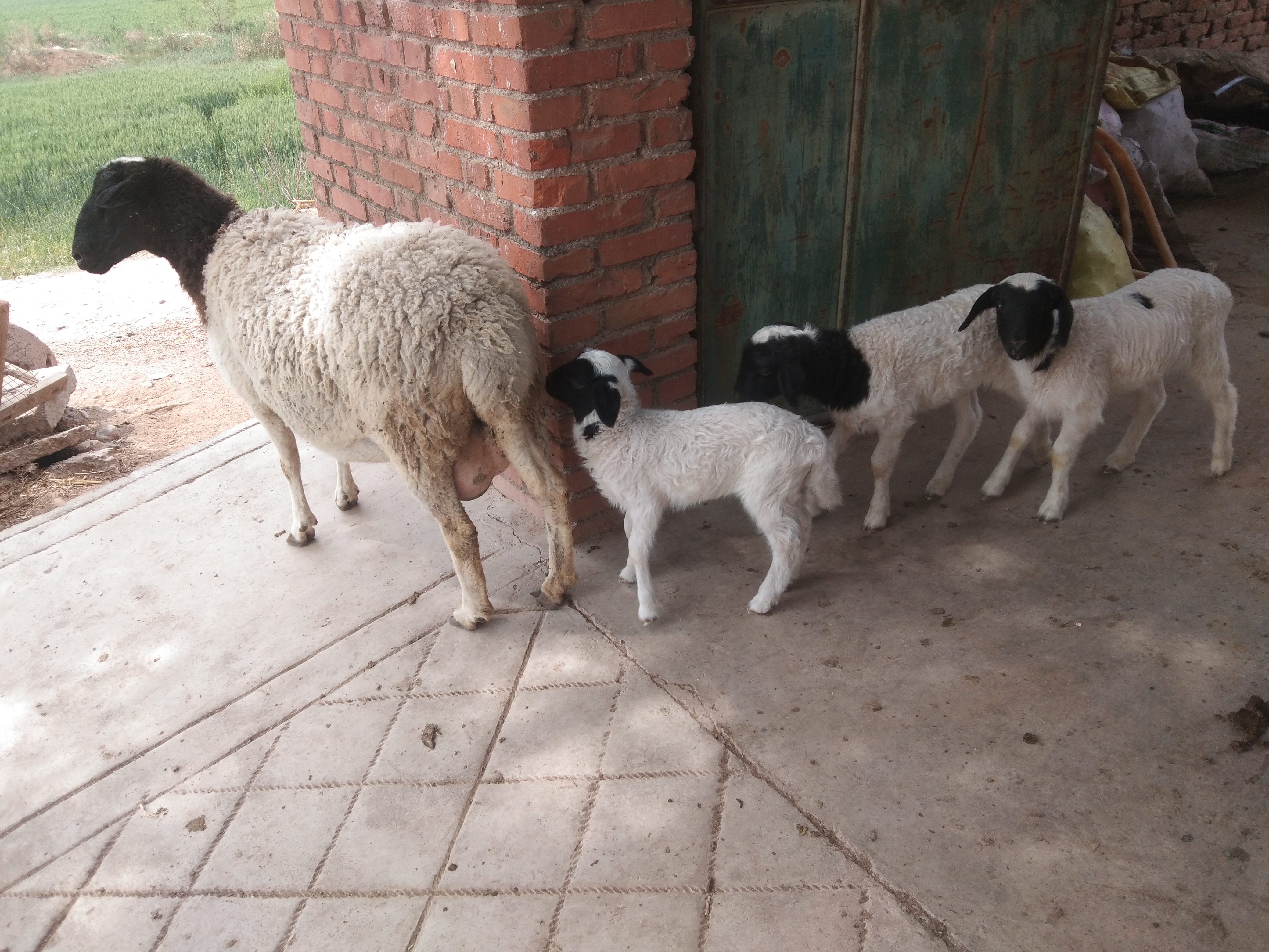 夏天养羊好不好,养羊夏季要注意什么问题