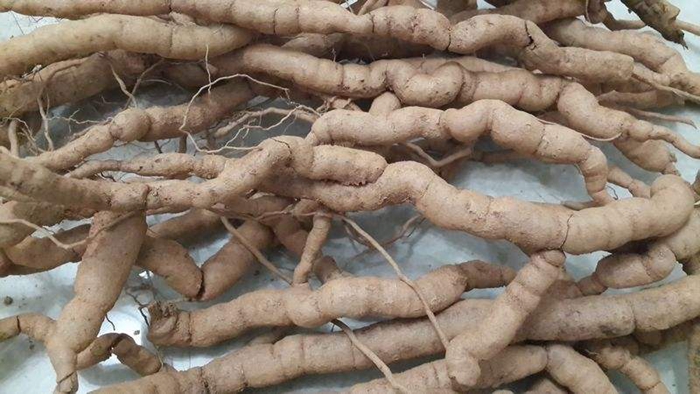 巴戟天生于山谷林下,巴戟天生长在哪些地区