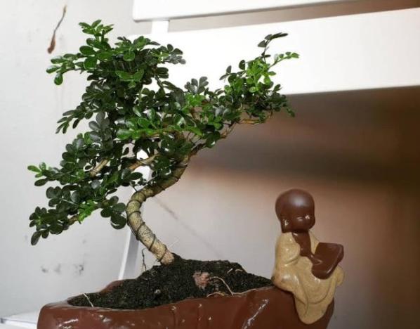 胡椒木盆景的养殖方法和技术图片,胡椒木盆景的造型都有哪些