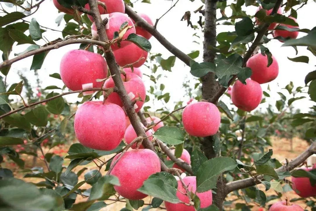 阿克苏苹果和烟台苹果哪个好,陕西苹果对比烟台苹果颜色