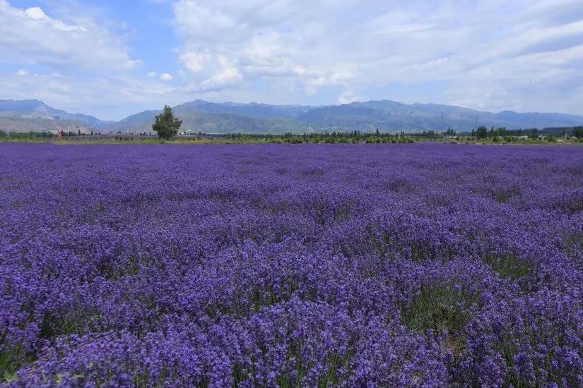 喀拉峻穿越琼库什台几天,喀拉峻穿越琼库什台