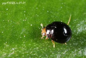 瓢虫是甲虫吗,瓢虫与甲虫形态的主要区别