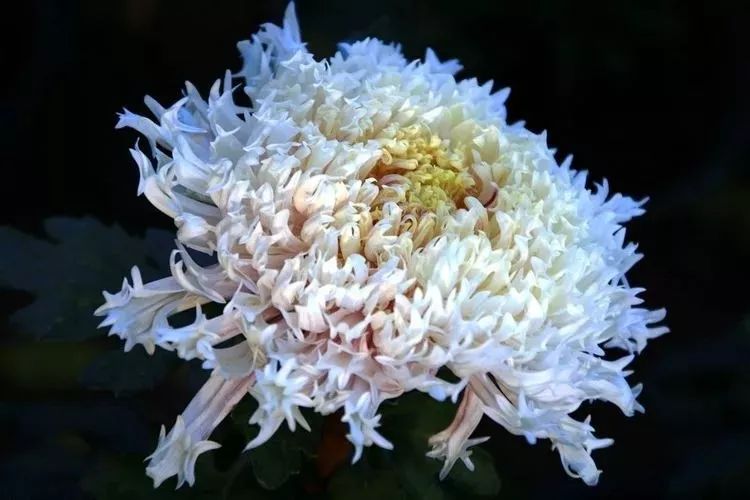 花中四君子菊花,花中四君子菊花的简介