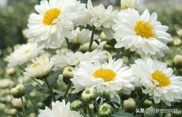 安徽马鞍山十大特产,安徽十大特产及名吃