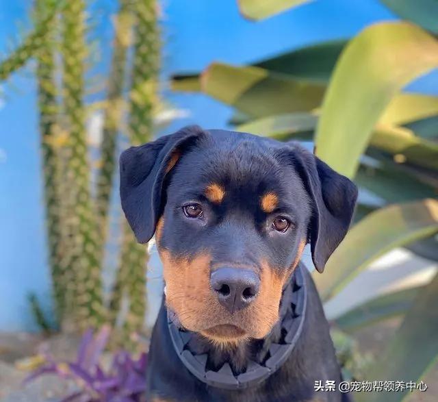 小狗未拴绳遭大狗撕咬罗威纳,女童被大狗撕咬事件后续罗威纳