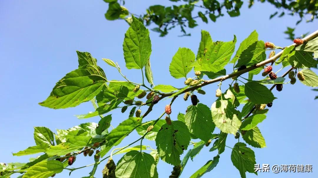 最瘦身的水果有哪些,营养又适合减肥的水果