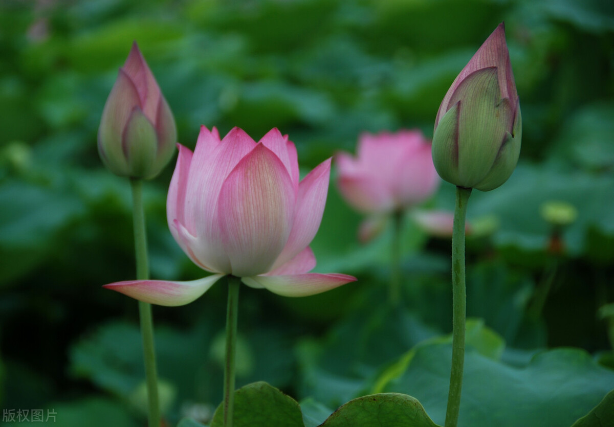 荷叶雨，鲤鱼风，送你四首六月的古诗，感受盛夏的清凉
