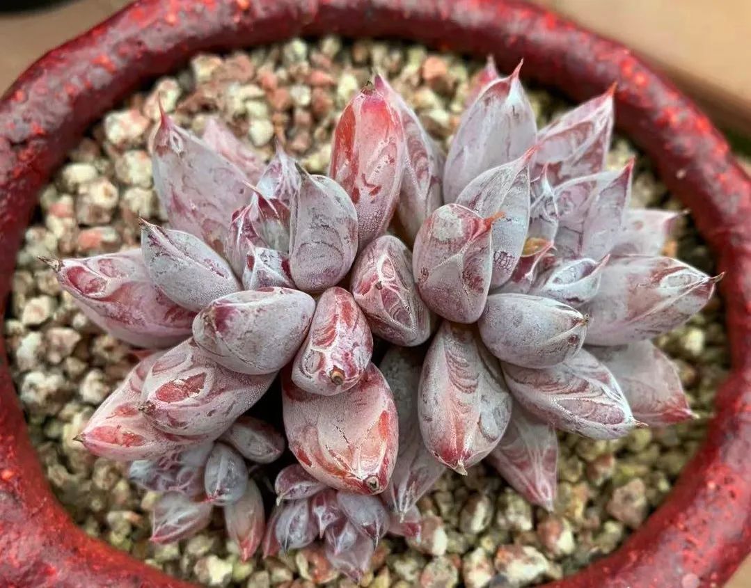 有暗纹的多肉有哪些,暗纹系多肉有哪些