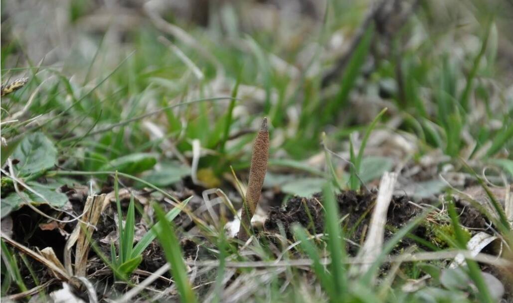 十大名贵山珍排行榜,十大名贵的菜有哪些