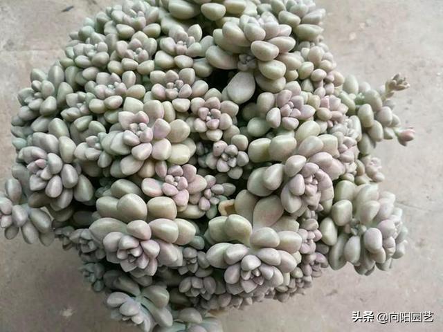 肉肉上长出来的侧芽要剪掉吗,怎么让多肉快速爆出侧芽