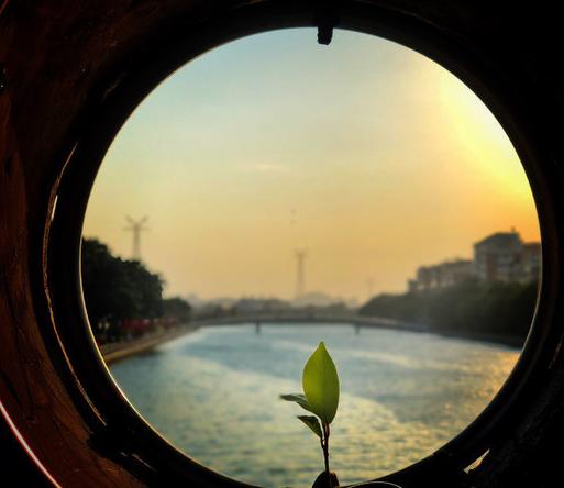 鸽群飞翔视频,鸽群飞翔