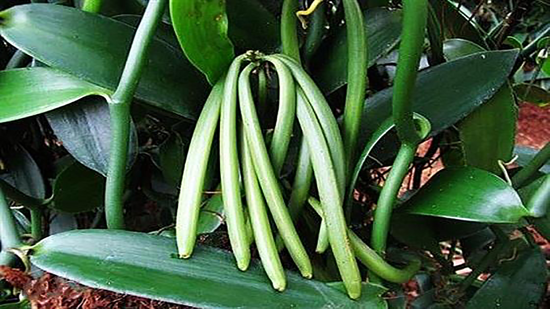 兴隆热带植物园里，到底藏了多少秘密